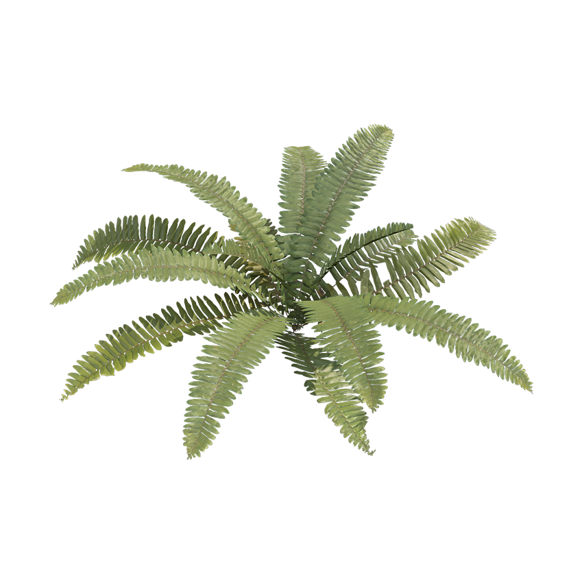 Pterophyta - Fern